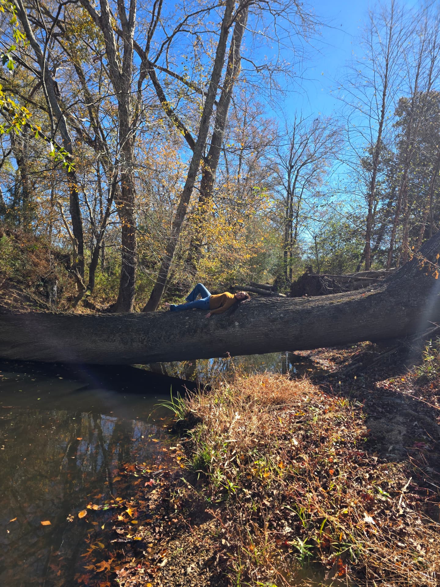 Nikki Bodie in a mustard sweater lying along an enormous fallen tree spanning an autumn creek.
